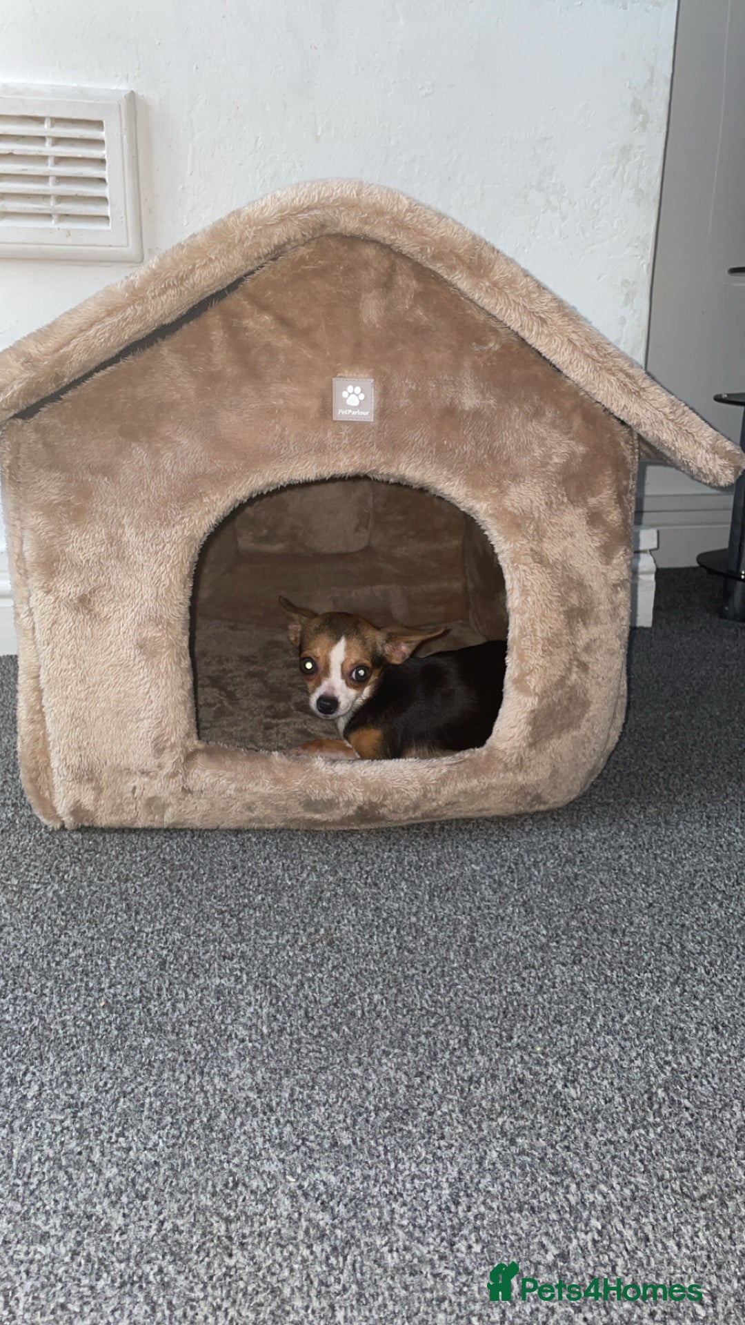 Chihuahua dogs for sale: Female Chihuahua (9 months old) - Image 2