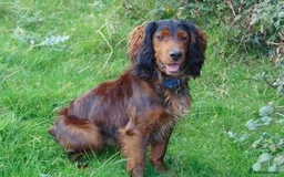 Mixed Breed dogs for sale:  Rare Little Glossy Chunks of Spaniel - Image 9