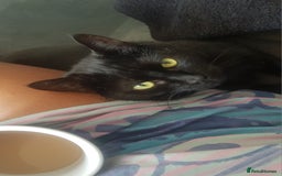 Manx cats for sale: Super affectionate Coco needs a loving home - Image 2