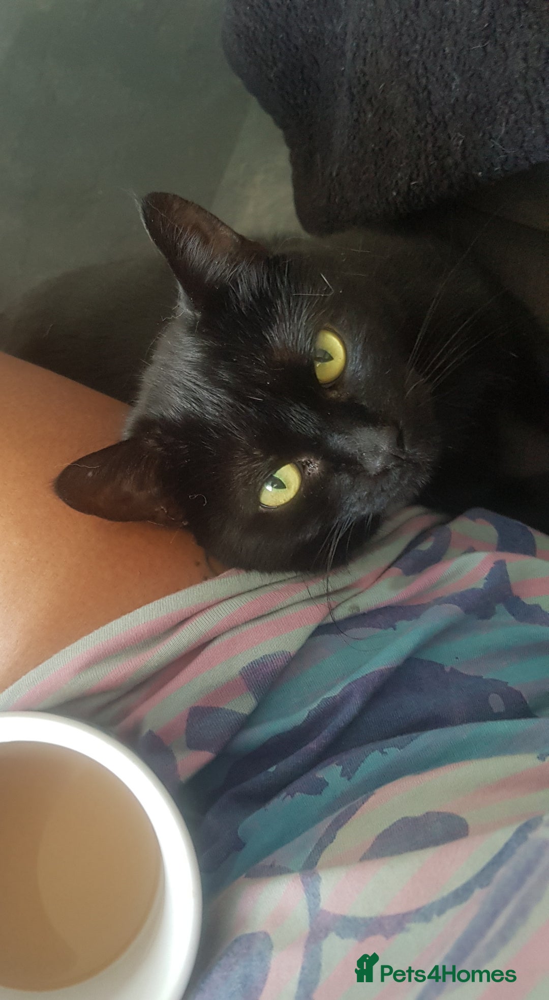 Manx cats for sale: Super affectionate Coco needs a loving home - Image 2