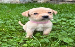 Labrador Retriever dogs for sale: Outstanding KC Registered Labrador Puppies - Image 9