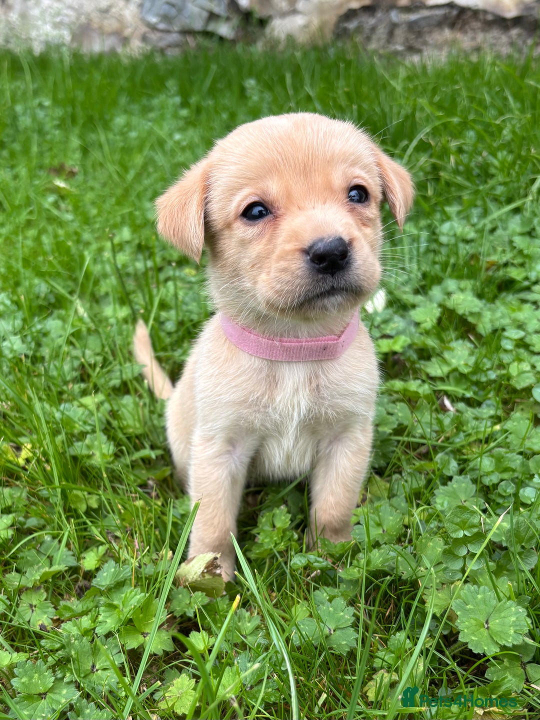 Labrador Retriever dogs for sale: Outstanding KC Registered Labrador Puppies - Image 9