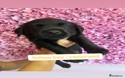 Labrador Retriever dogs for sale: Last 3 boy Labrador puppies for sale  - Image 9
