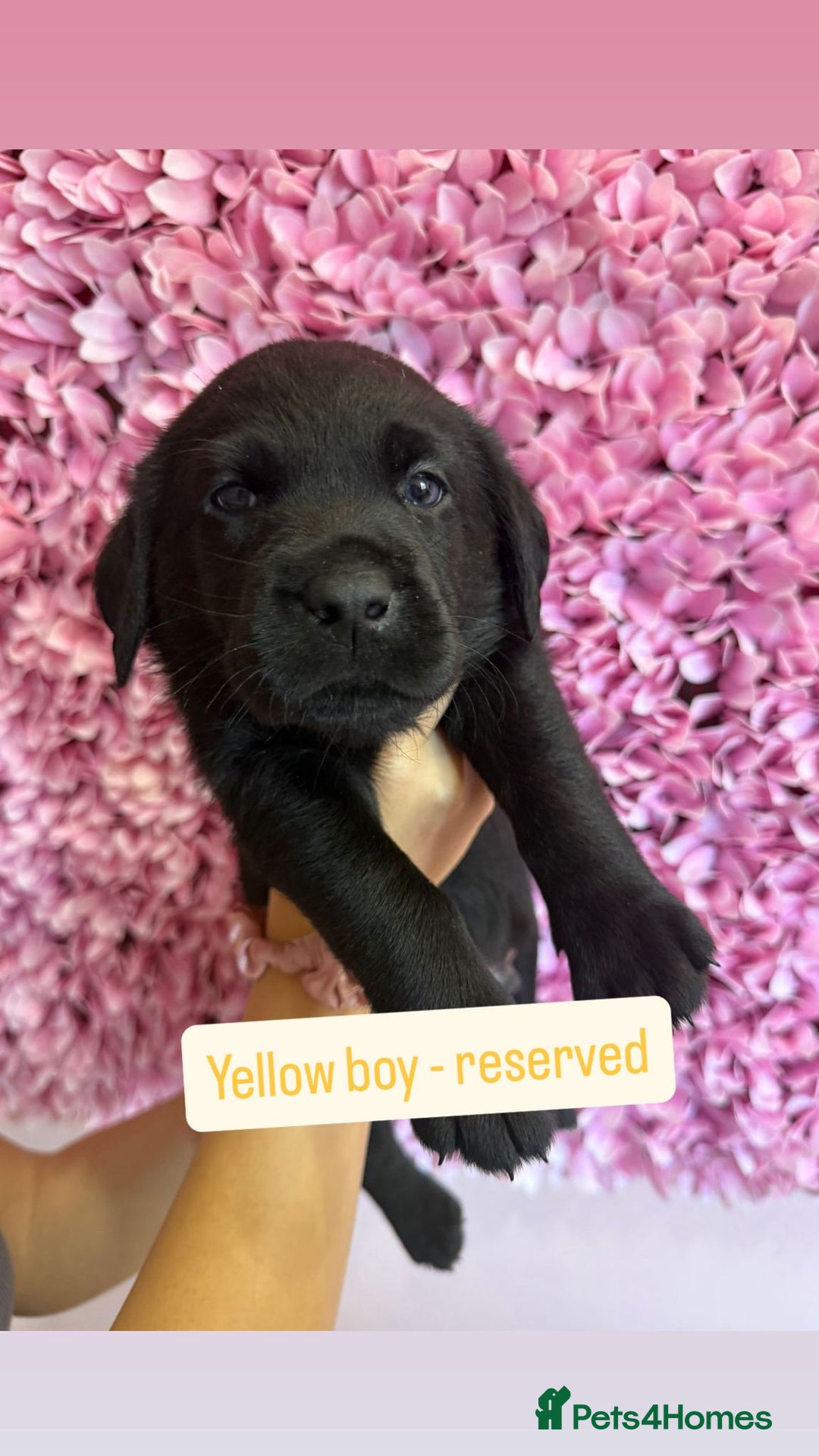 Labrador Retriever dogs for sale: Last 3 boy Labrador puppies for sale  - Image 9