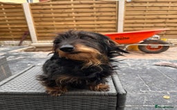 Miniature Dachshund dogs for sale: Pebbles Wirehair Miniature Dachshund  - Image 3