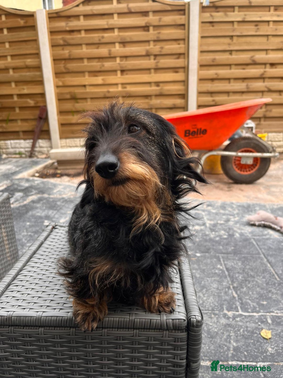 Miniature Dachshund dogs for sale: Pebbles Wirehair Miniature Dachshund  - Image 3