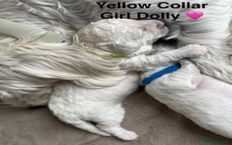 Poochon dogs for sale: Beautiful Poochon Puppies – Ready for Viewing - Image 14