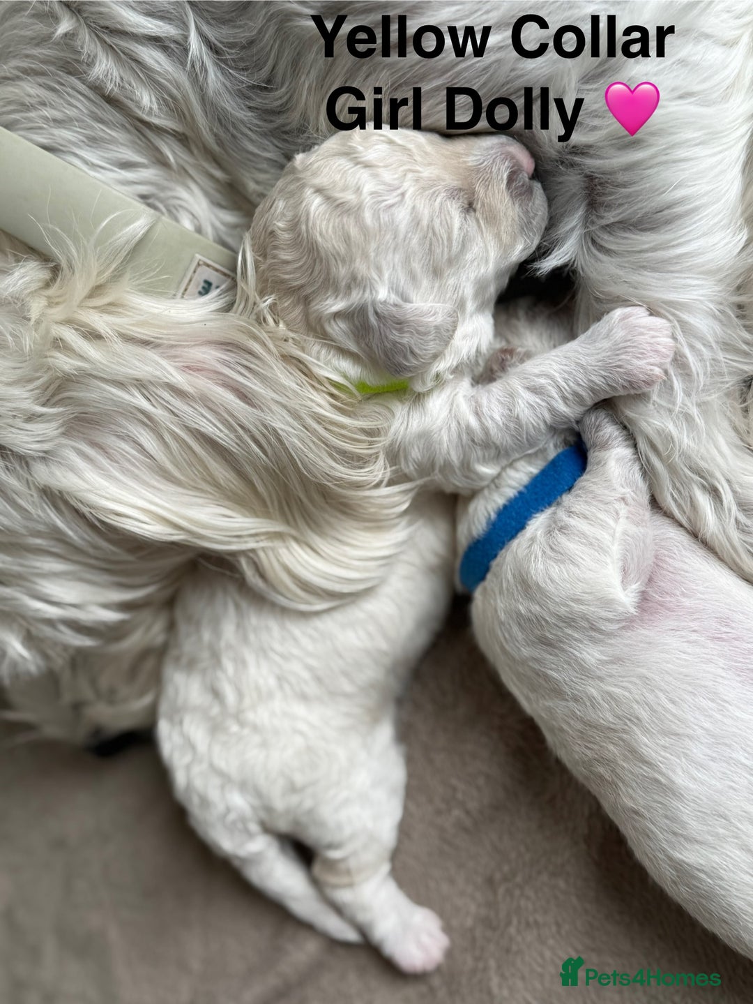 Poochon dogs for sale: Beautiful Poochon Puppies – Ready for Viewing - Image 14