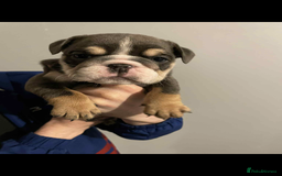 English Bulldog dogs for sale: DWKC STUNNING ENGLISH BULLDOGS. - Image 12