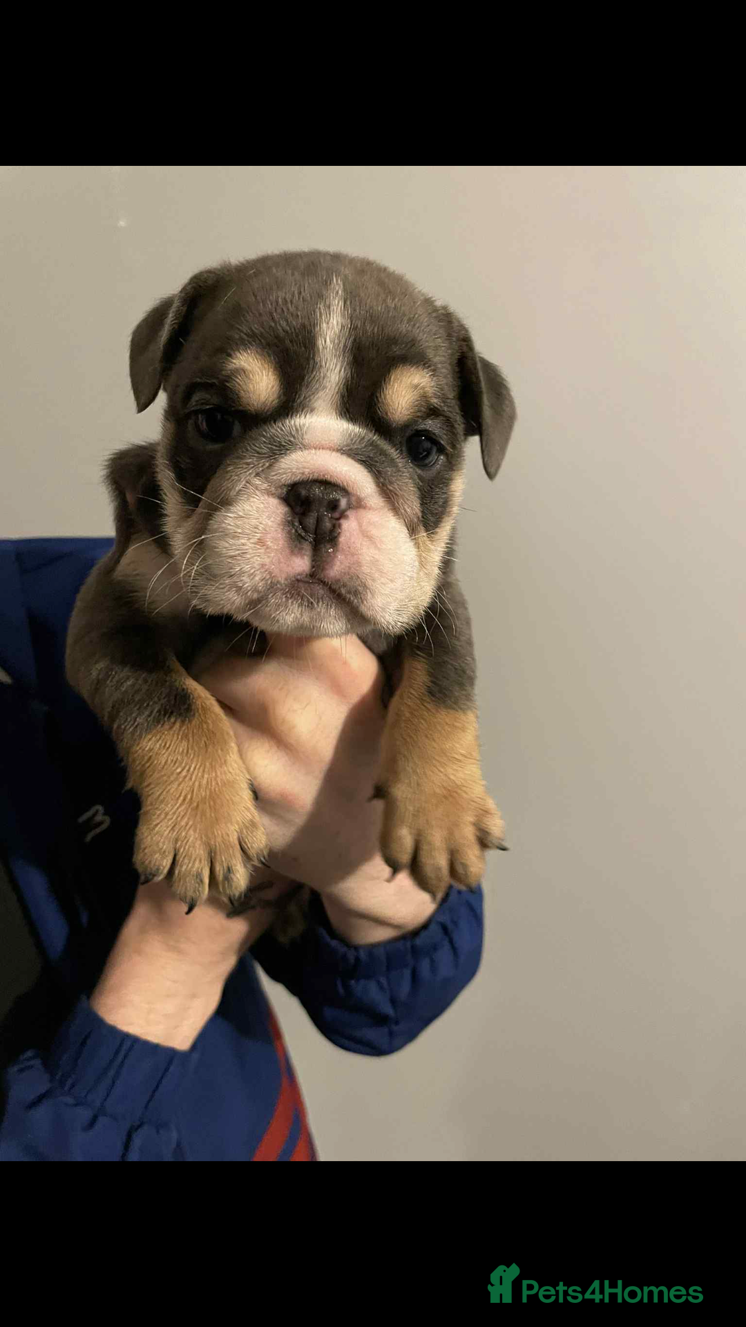 English Bulldog dogs for sale: DWKC STUNNING ENGLISH BULLDOGS. - Image 12