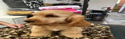 Cocker Spaniel dogs for sale: Golden Cocker Spaniel puppy - Advert 4