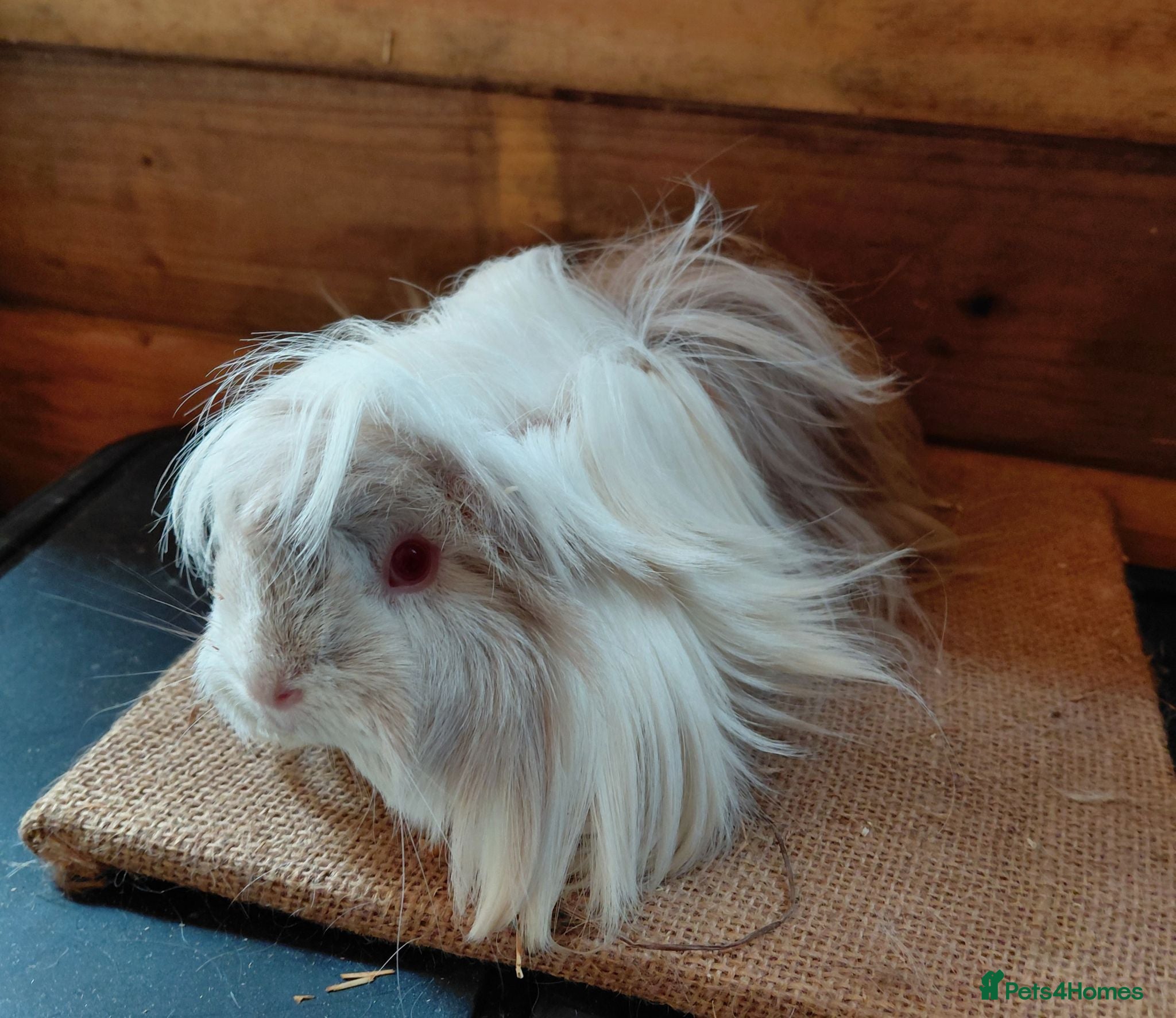 Guinea Pig rodents Guinea pigs  - Advert 7