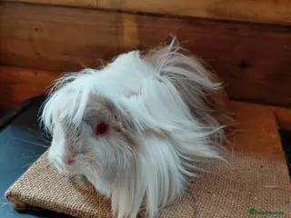 Guinea Pig rodents Guinea pigs - Advert 2