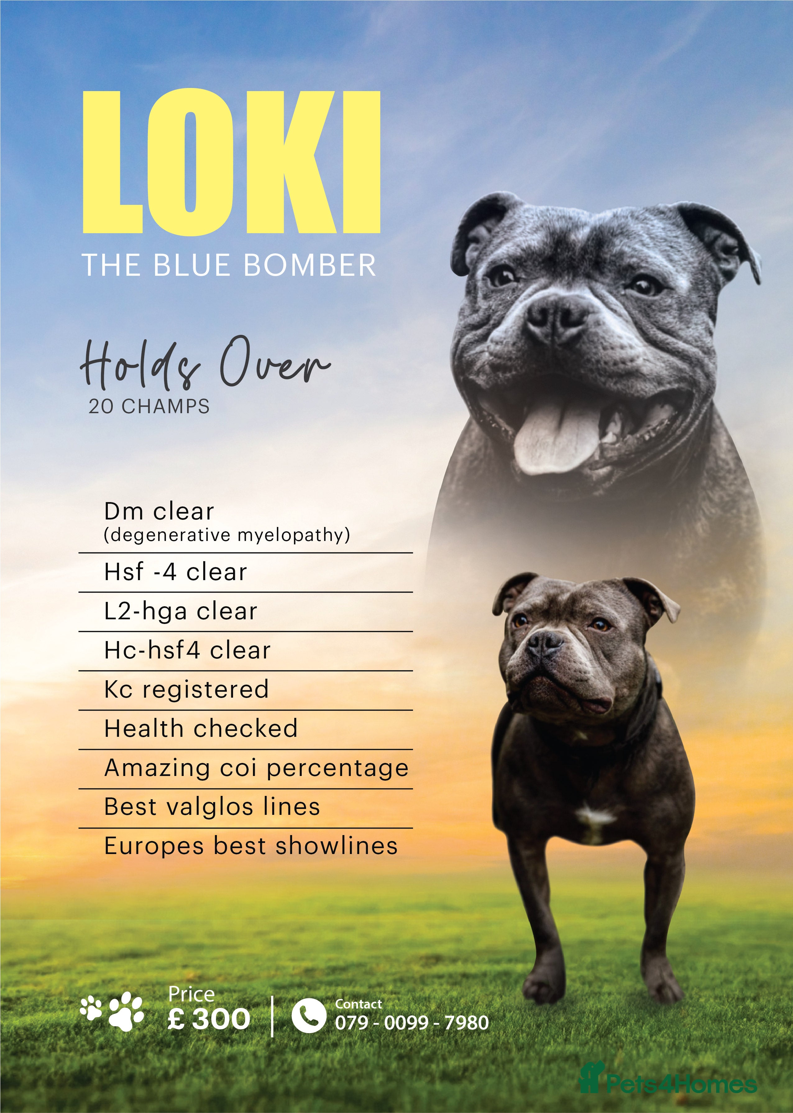 Staffordshire Bull Terrier dogs Best bloodlines in the UK Holds 20  CHAMPS PROVEN in Swansea - Advert 1