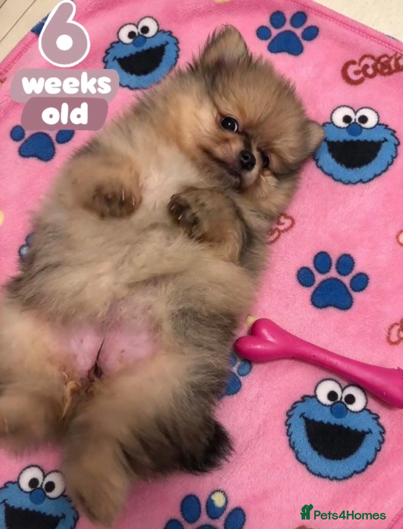 Pomeranian dogs ✨Four Mini Little Gems 💎🐾🐶✨💜🧡🩶🤎 - Advert 1