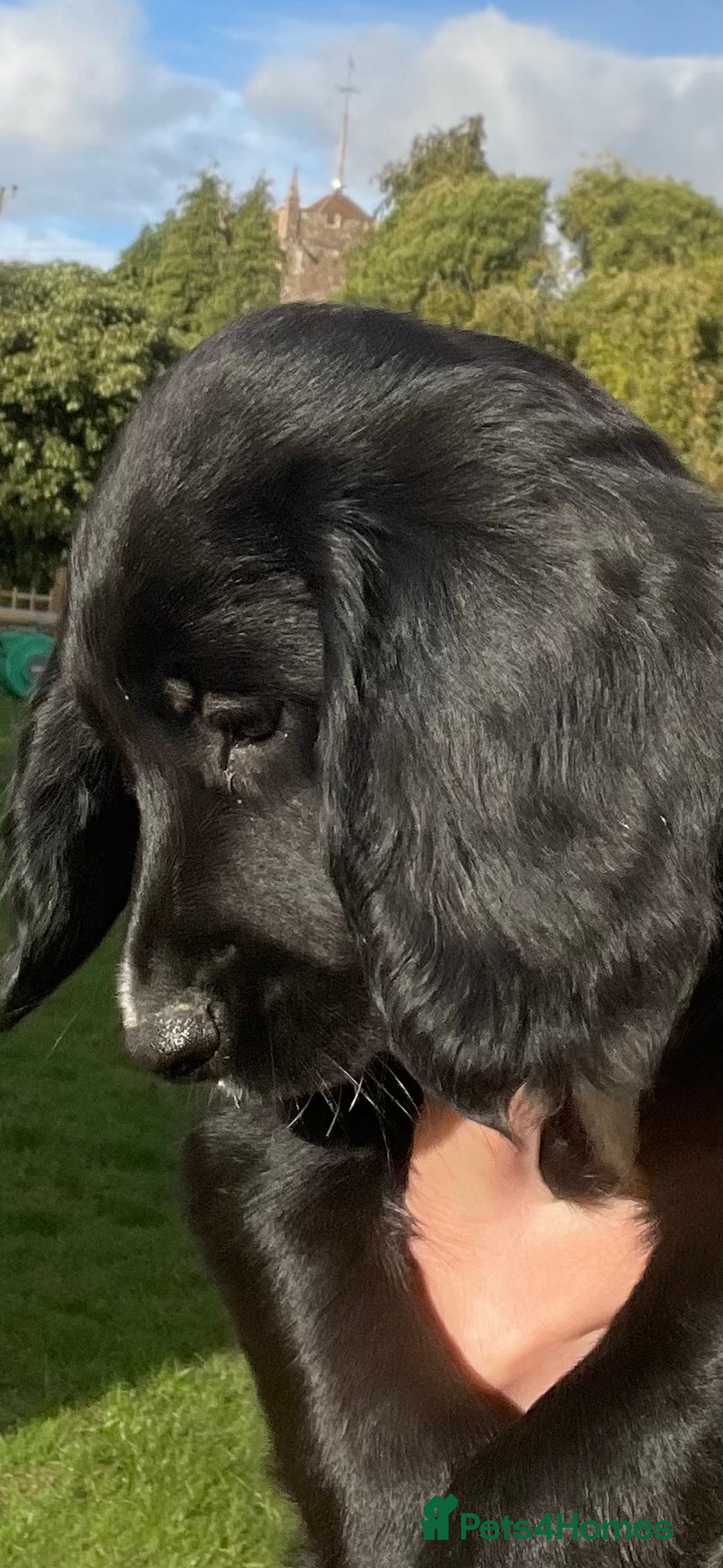 Sprocker dogs for sale: Adorable sprockers  - Image 37