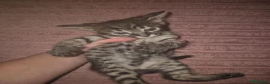 Savannah 2