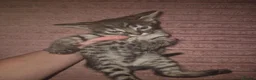 Savannah cats for sale: F3 savannah kittens - Advert 20