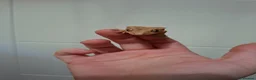 Gecko reptiles for sale: 3 crested geckos for sale  - Advert 5
