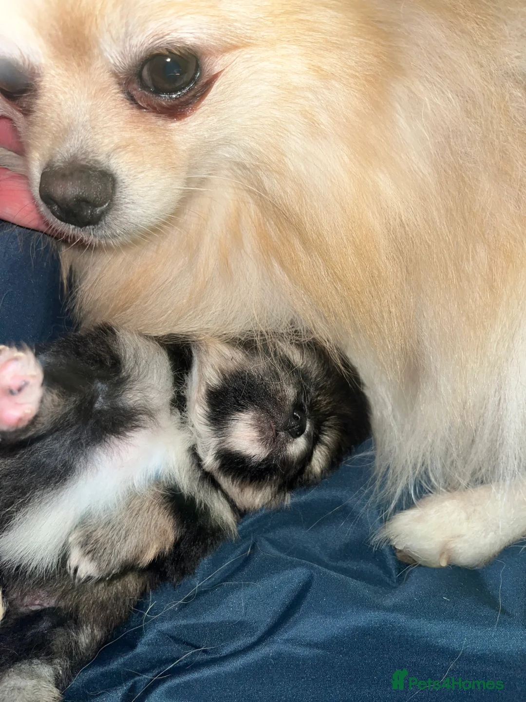 Pomeranian dogs for sale: KC Pomeranian Girls - Advert 1