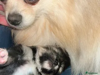 Pomeranian dogs KC Pomeranian Girls - Advert 2