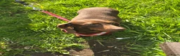 Dachshund dogs for sale: 5 mini daschund puppies are looking for home - Advert 4