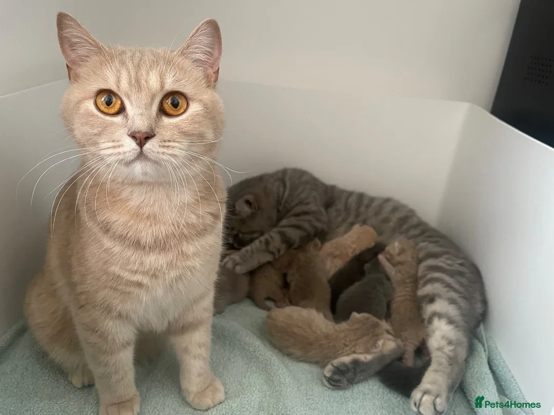 British Shorthair cats for sale: STUNNING LITTER OF RARE COLOUR KITTENS  - Advert 23