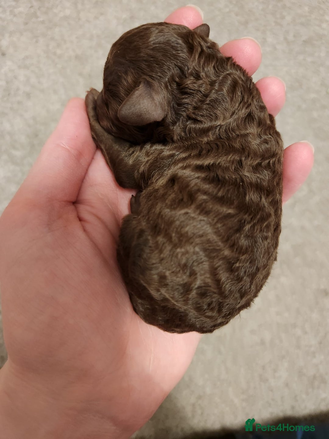 Toy Poodle dogs for stud: KC REGISTERED HEALTH TESTED TOY POODLE in Chester-le-Street - Advert 6