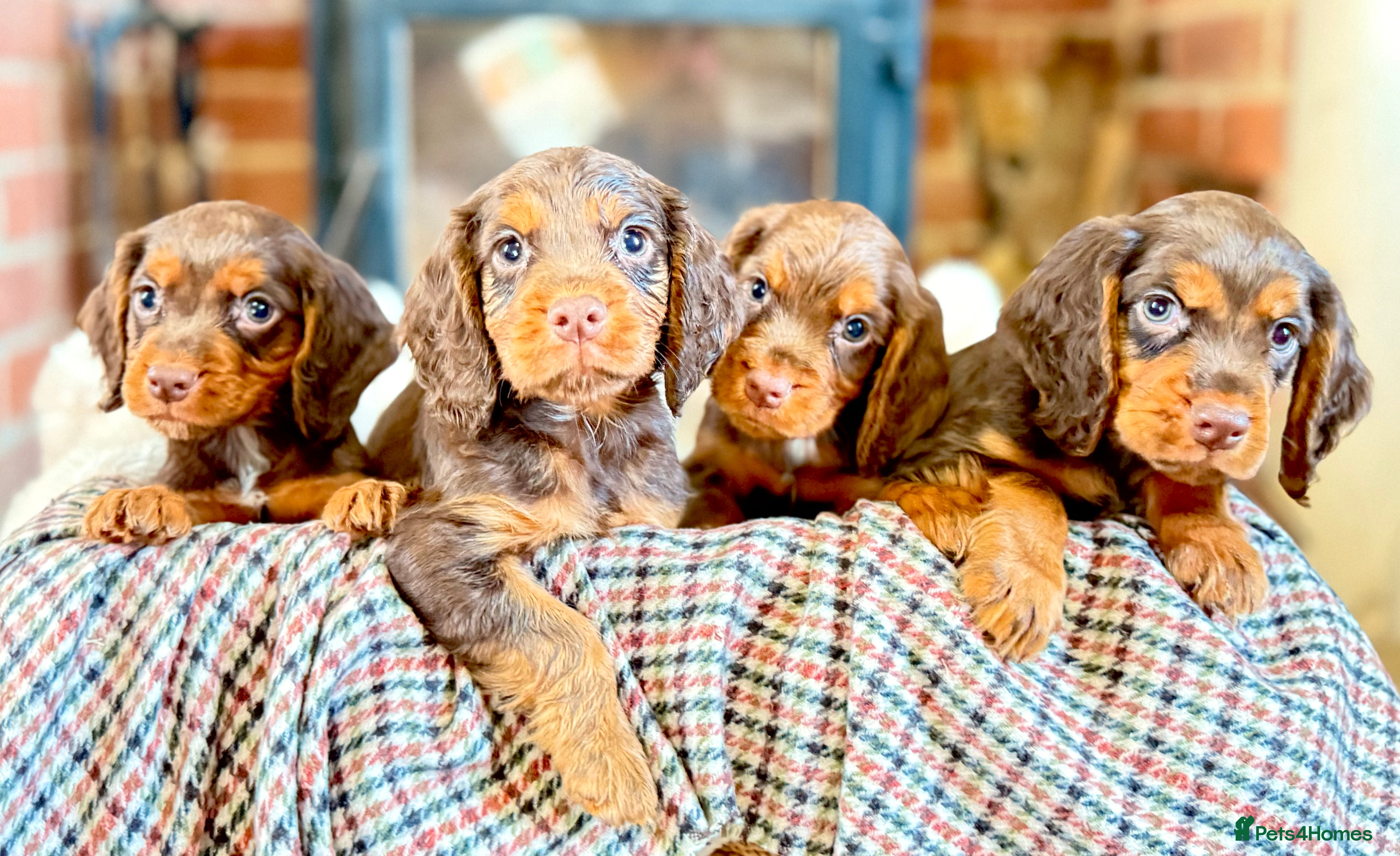Cocker Spaniel dogs quality working cocker puppies ready  - Advert 2