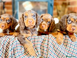 Cocker Spaniel dogs quality working cocker puppies ready - Advert 3