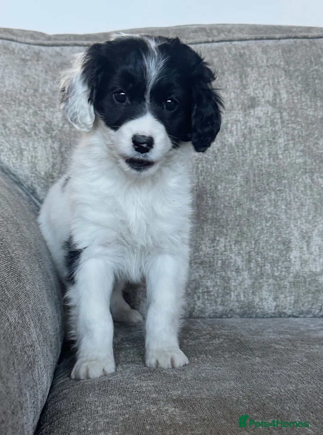 Cavapoo dogs for sale: Stunning Cavapoos  - Advert 2