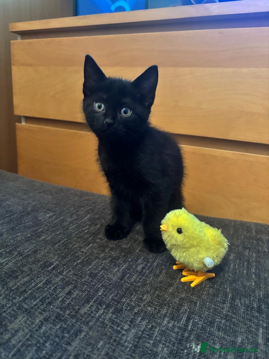 Mixed Breed cats for sale: 6 loving kittens looking for a new home. - Image 3