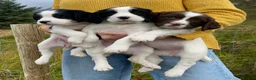 English Springer Spaniel dogs for sale: Springer Spaniel Puppies – 3 Girls Available - Advert 1