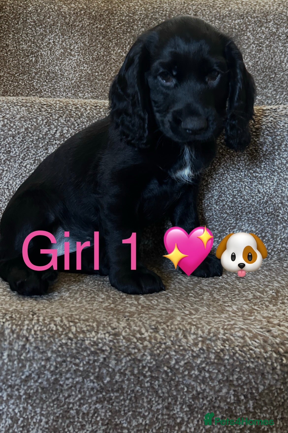 Cocker Spaniel dogs Stunning Cocker Spaniels Puppies’s 💖💙💖💙 - Advert 1