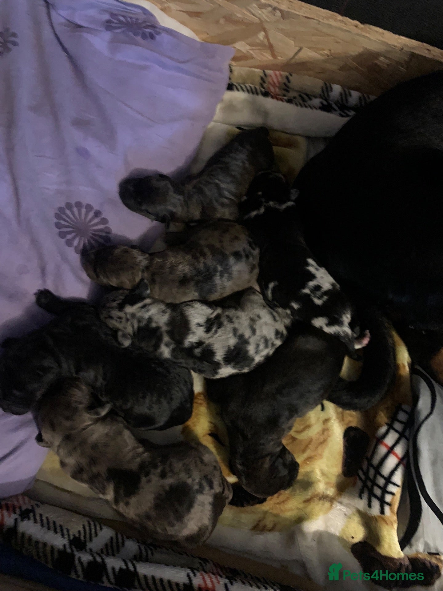 Mixed Breed dogs for sale: Doberman/Staffordshire bull terrier  - Advert 24