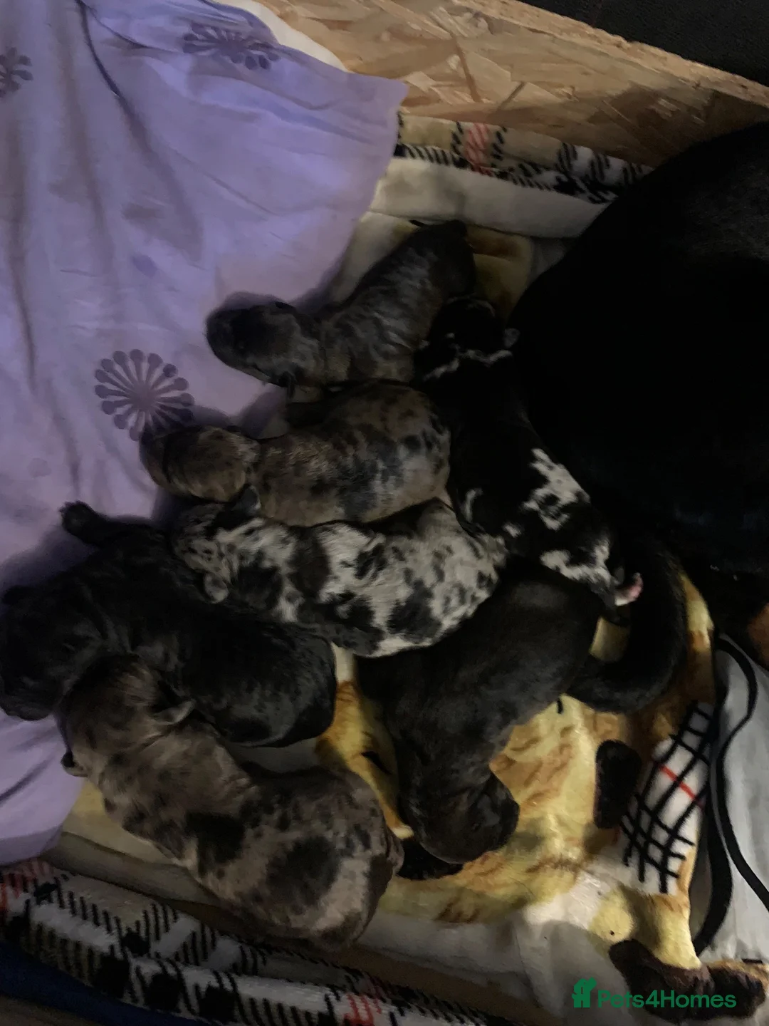Mixed Breed dogs for sale: Doberman/Staffordshire bull terrier  in Kenley - Advert 1