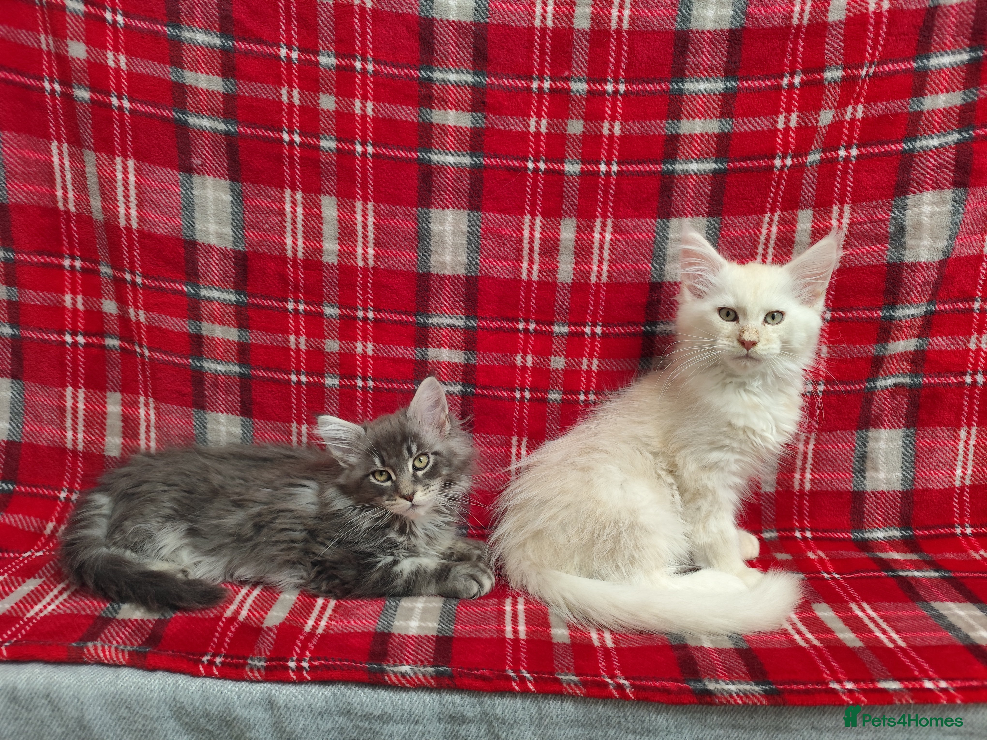 Maine Coon cats Beautiful Maine Coon Kittens – for Loving Homes - Advert 4