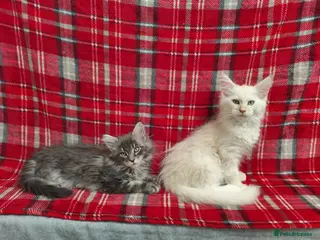 Maine Coon cats Beautiful Maine Coon Kittens – for Loving Homes - Advert 2