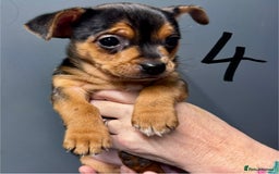 Mixed Breed dogs for sale: Jack Russell/ chihuahua cross  - Image 5