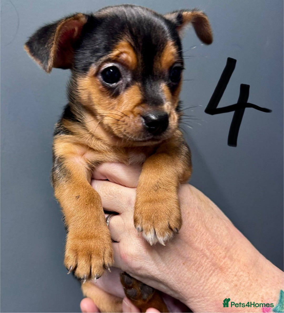 Mixed Breed dogs for sale: Jack Russell/ chihuahua cross  - Image 5