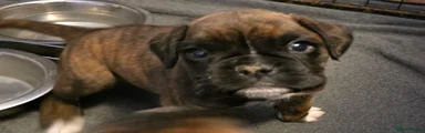 Boxer Puppy 3