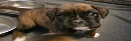 Boxer dogs for sale:  1 brindle girl kc reg come take a look x - Advert 12