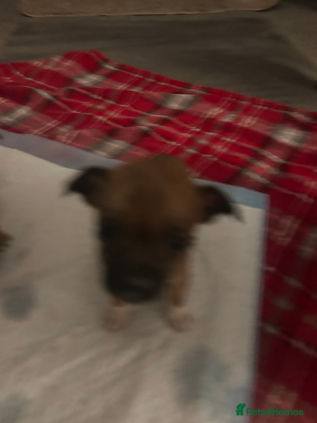 Mixed Breed dogs for sale: Chihuahua x terrier  - Advert 6