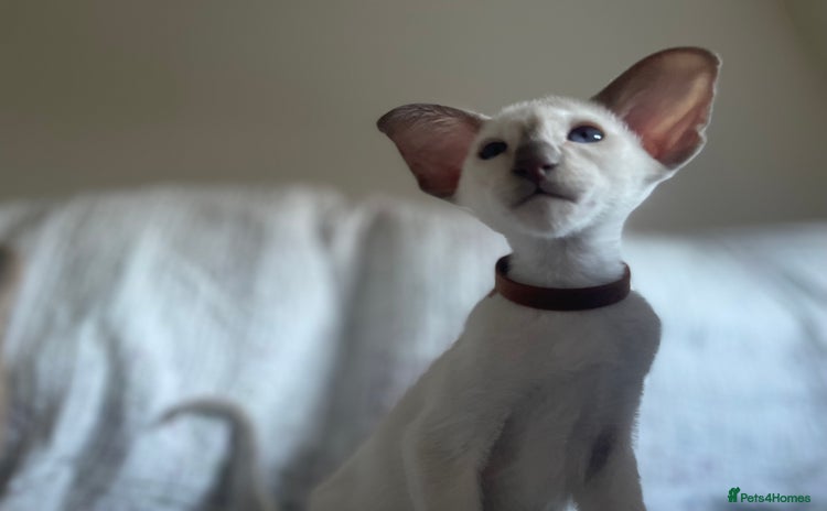 Siamese cats - Advert 3