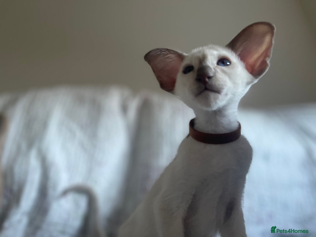 Siamese cats for sale: Lovely Siamese blue point boys (2 left) - Image 1