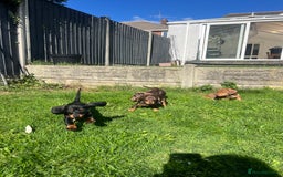Miniature Dachshund dogs for sale: Miniature Dachshund Boys and Girls - Image 35