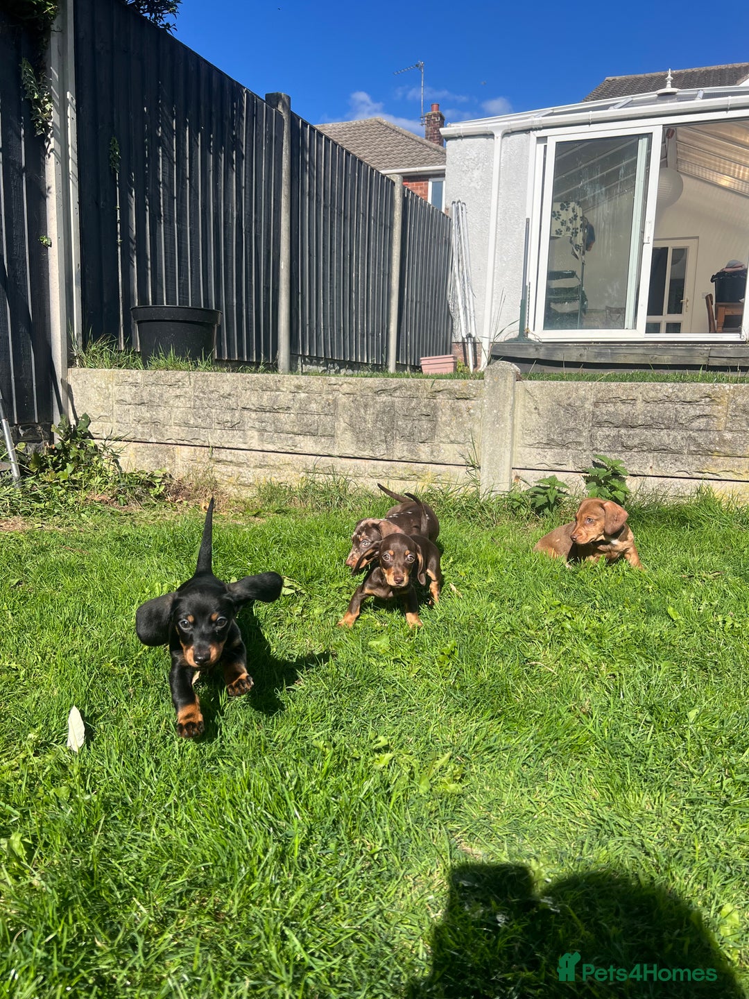 Miniature Dachshund dogs for sale: Miniature Dachshund Boys and Girls - Image 35