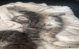 Maine Coon cats for sale: TICA Registered Maine Coon Kittens Blue/Silver - Image 15