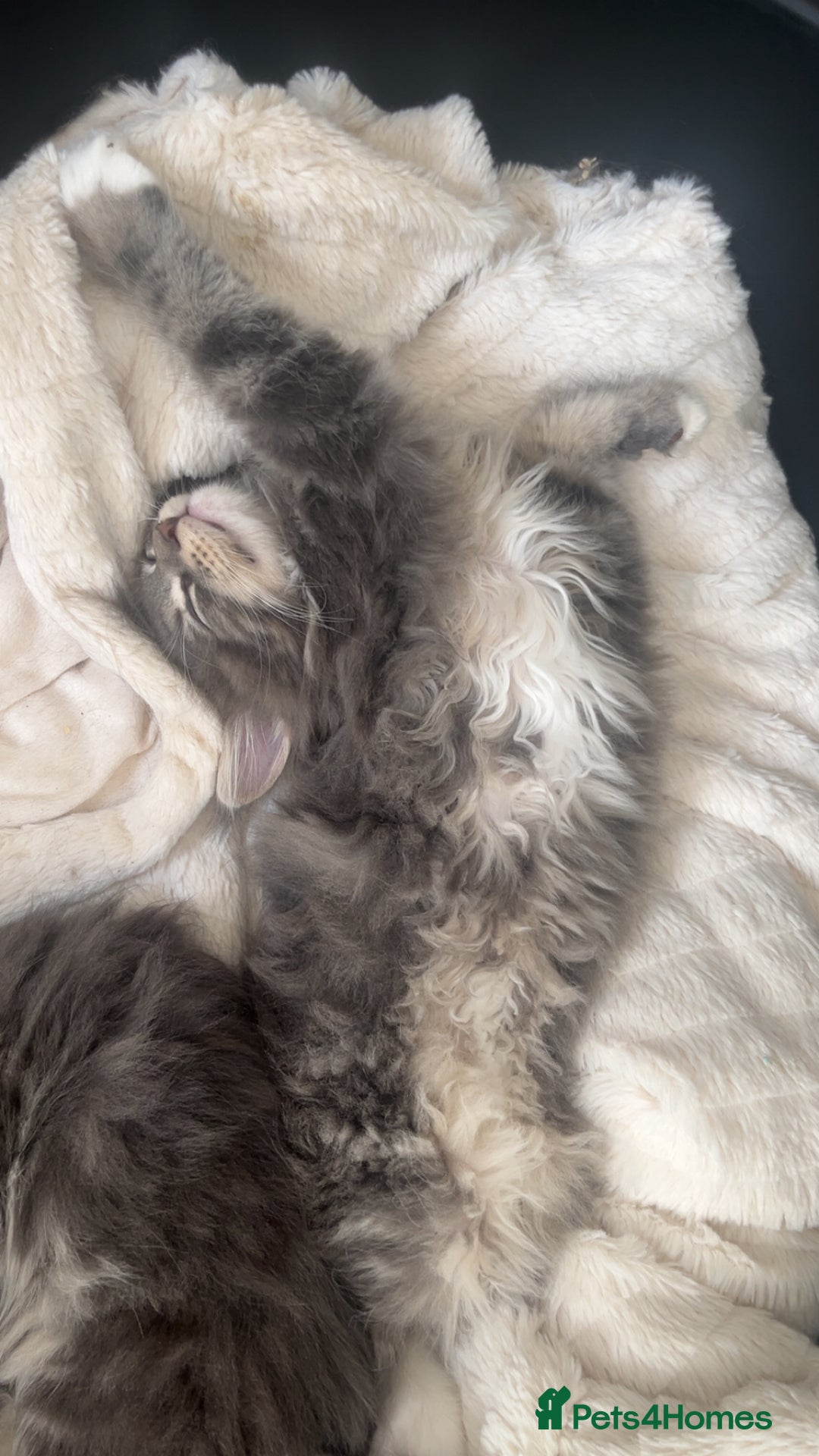 Maine Coon cats for sale: TICA Registered Maine Coon Kittens Blue/Silver - Image 15