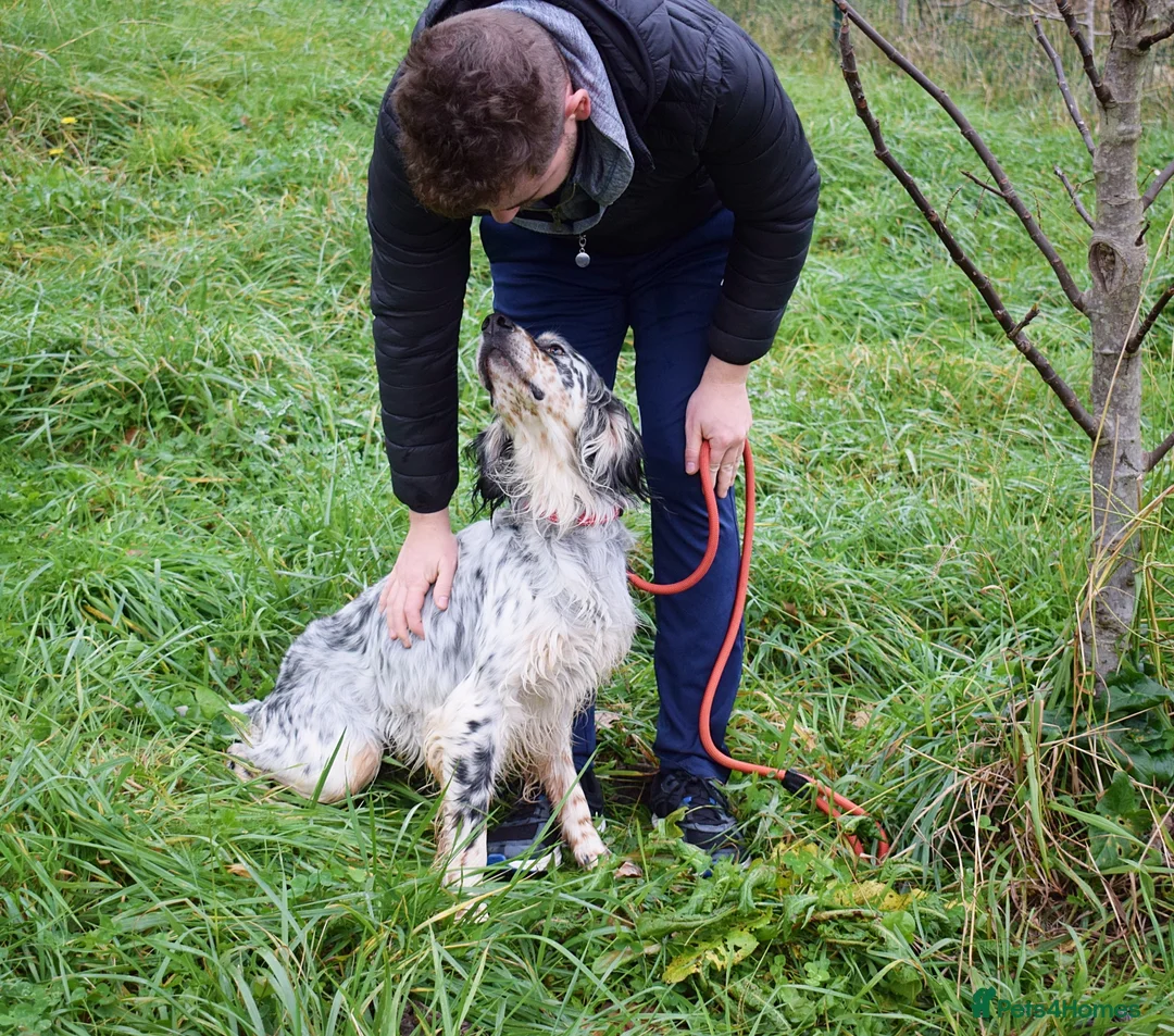 English Setter dogs for adoption: Iro   - Advert 3
